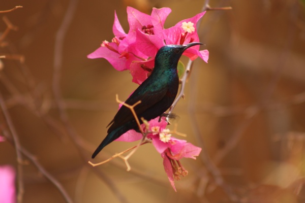 kolibric